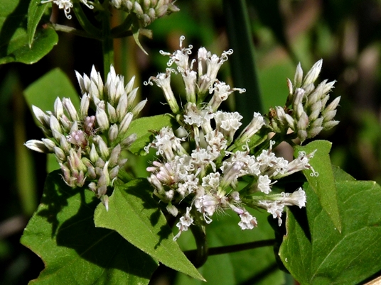 {Mikania scandens}